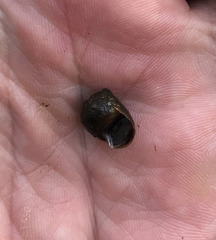 Leptoxis virgata