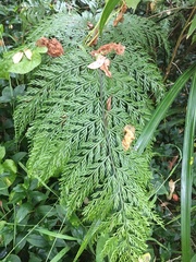 Asplenium × lucrosum