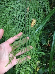 Asplenium × lucrosum