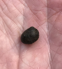 Leptoxis virgata