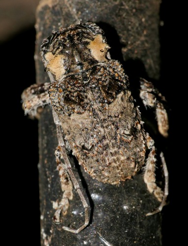 Tetradia lophoptera, 2025-10-15
