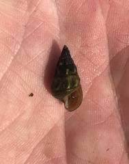 Pleurocera alveare