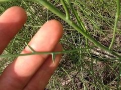 Chloracantha spinosa spinosa
