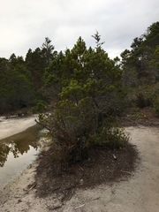Pinus contorta bolanderi