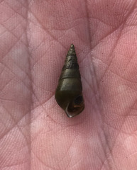 Pleurocera attenuata