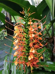 Hedychium coccineum