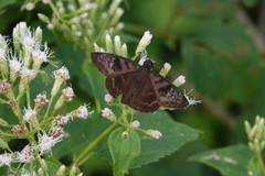 Ephyriades zephodes