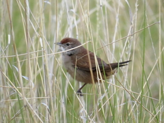 Poodytes carteri