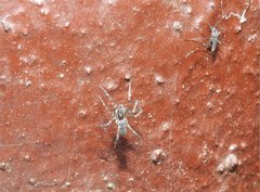 Dendrolycosa robusta