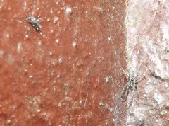 Dendrolycosa robusta