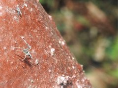 Dendrolycosa robusta