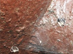 Dendrolycosa robusta