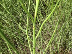 Chloracantha spinosa spinosa