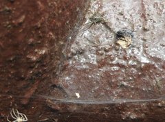 Dendrolycosa robusta