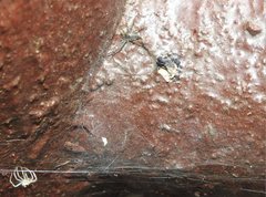 Dendrolycosa robusta