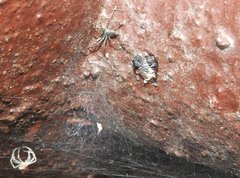 Dendrolycosa robusta