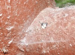 Dendrolycosa robusta