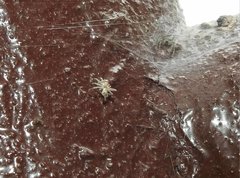 Dendrolycosa robusta