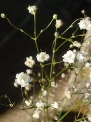 Gypsophila paniculata