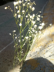 Gypsophila paniculata