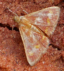 Pyrausta pseuderosnealis