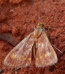 Pyrausta pseuderosnealis