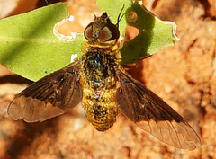 Chrysanthrax cypris