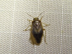 Agnocoris
