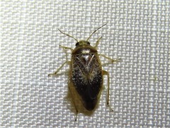 Agnocoris