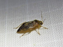 Agnocoris