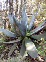 Agave atrovirens
