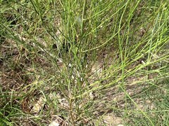 Chloracantha spinosa spinosa