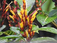 Sanchezia parvibracteata