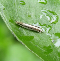 Erechthias stilbella