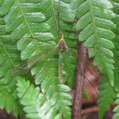Leptotarsus viridis