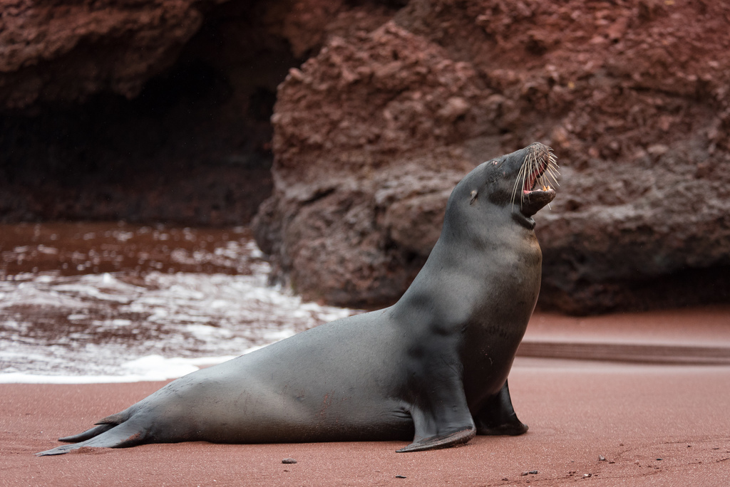 Galápagos Sea Lion (Zalophus wollebaeki) - Marine Life Identification