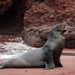 Galápagos Sea Lion - Photo (c) Steve Harbula, some rights reserved (CC BY-NC), uploaded by Steve Harbula