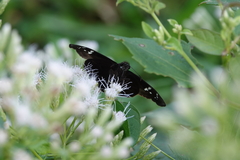 Ephyriades zephodes
