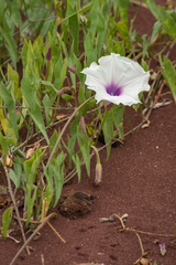 Ipomoea incarnata