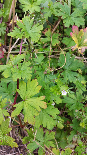 Geranium homeanum
