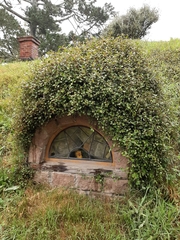 Muehlenbeckia complexa complexa