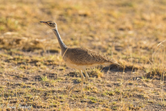 Eupodotis senegalensis