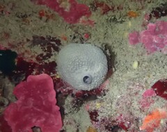 Ircinia oros