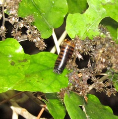 Hemideina crassidens
