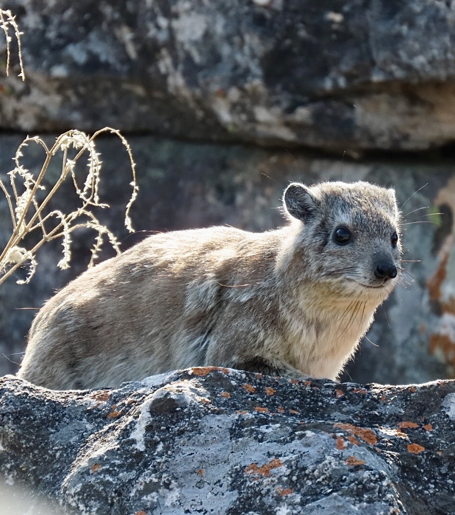 Damán roquero (Procavia capensis)