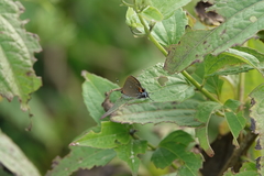 Electrostrymon angelia