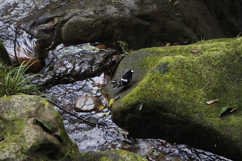 Little Forktail (Enicurus scouleri), photo 7
