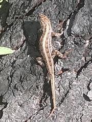 Sceloporus scalaris