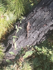Sceloporus scalaris