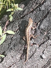 Sceloporus scalaris